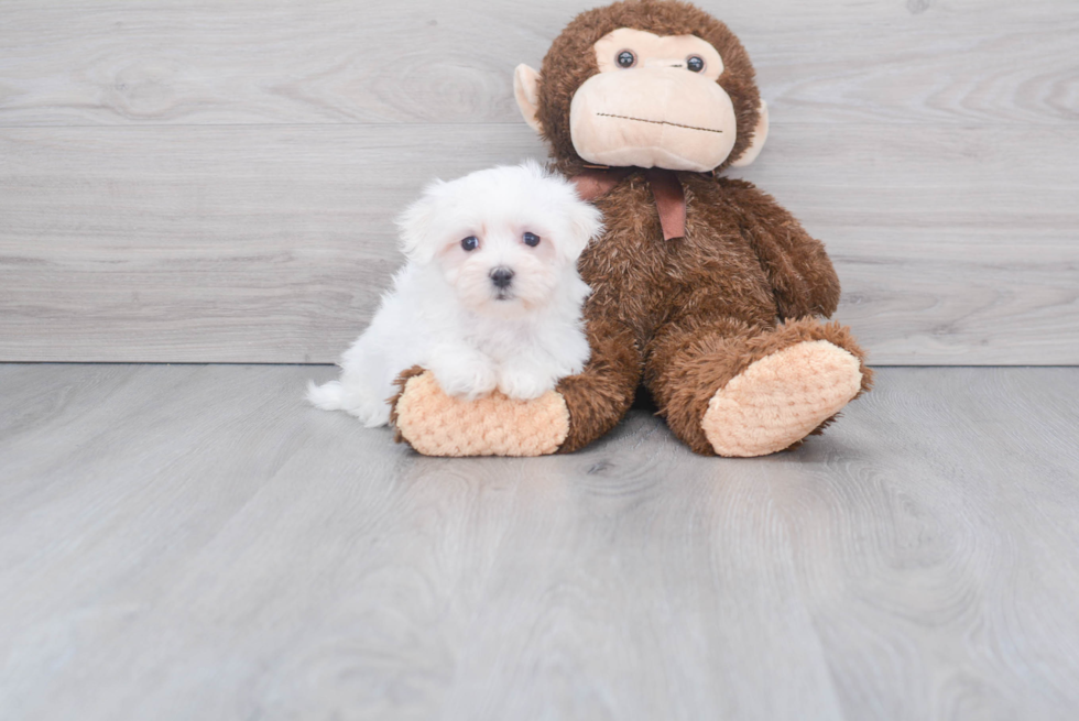 Adorable Maltese Purebred Puppy