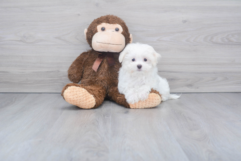 Small Maltese Purebred Pup