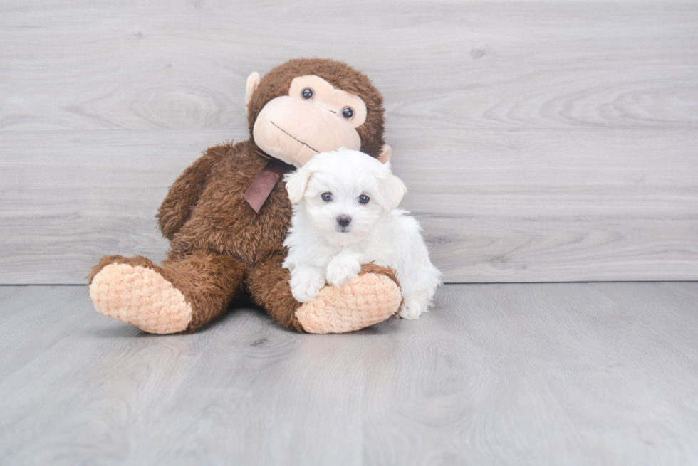 Popular Maltese Purebred Pup