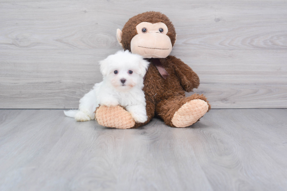 Maltese Puppy for Adoption