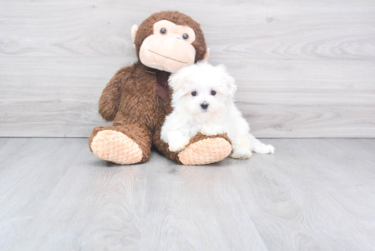 Small Maltese Purebred Pup