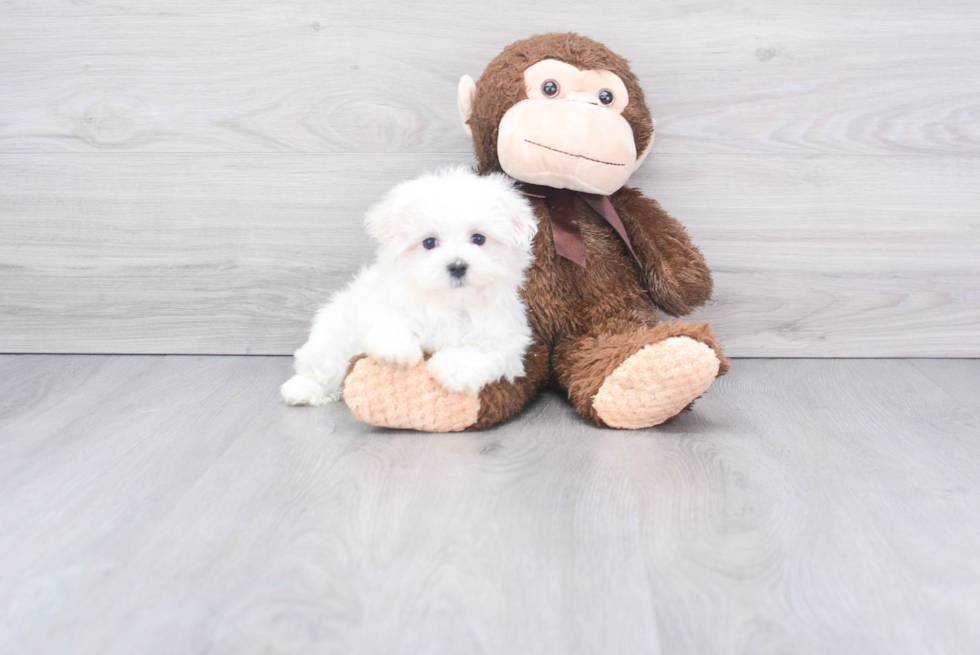 Sweet Maltese Purebred Puppy