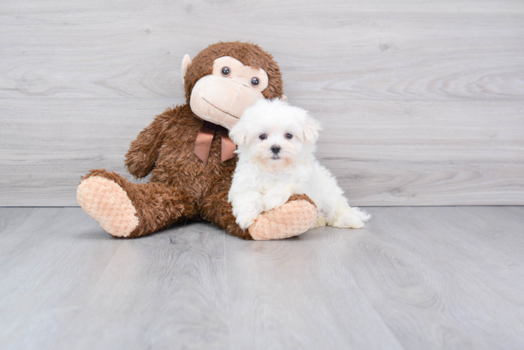 Happy Maltese Purebred Puppy