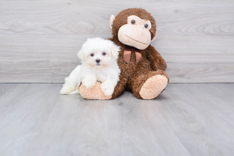 Maltese Pup Being Cute