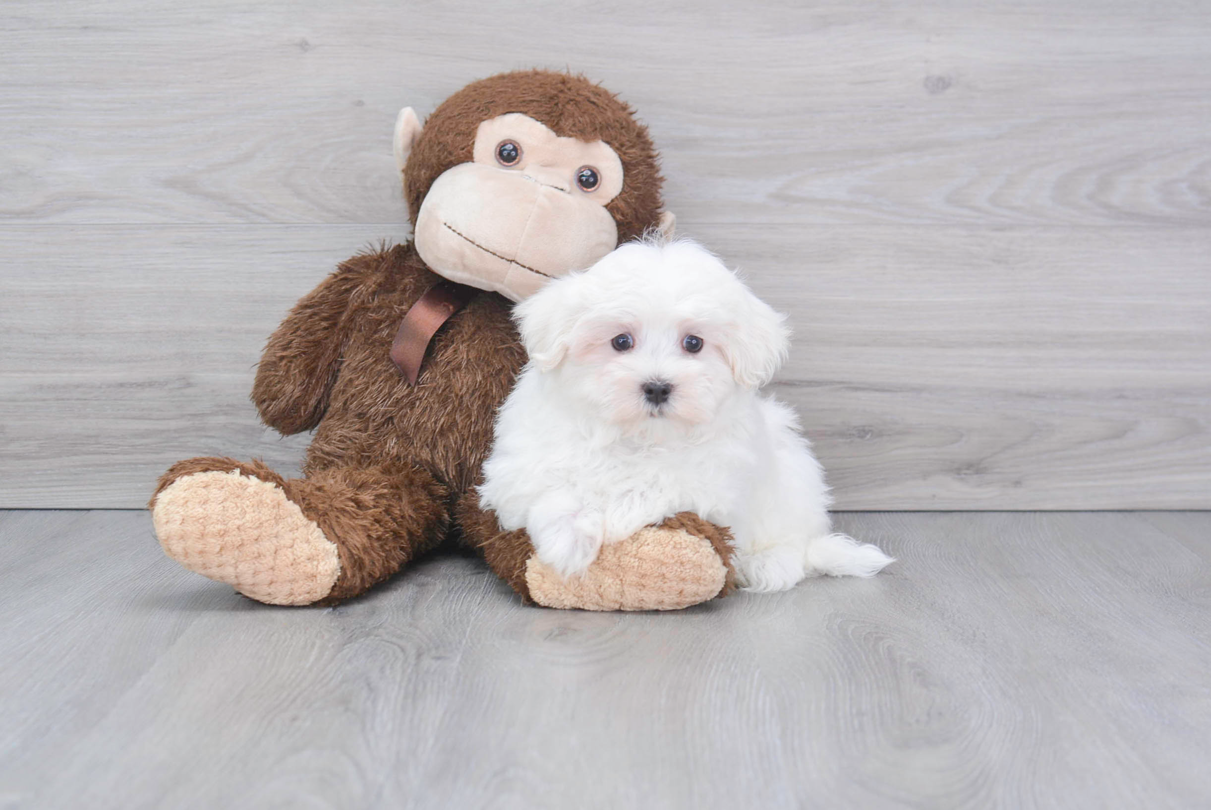 Funny Maltese Purebred Pup