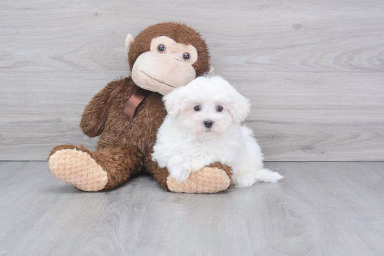 Funny Maltese Purebred Pup