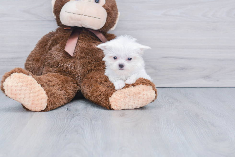 Funny Maltese Purebred Pup