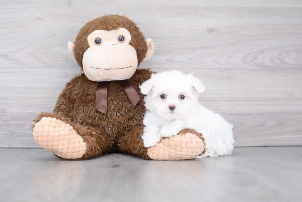Best Maltese Baby