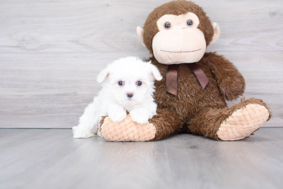 Small Maltese Baby