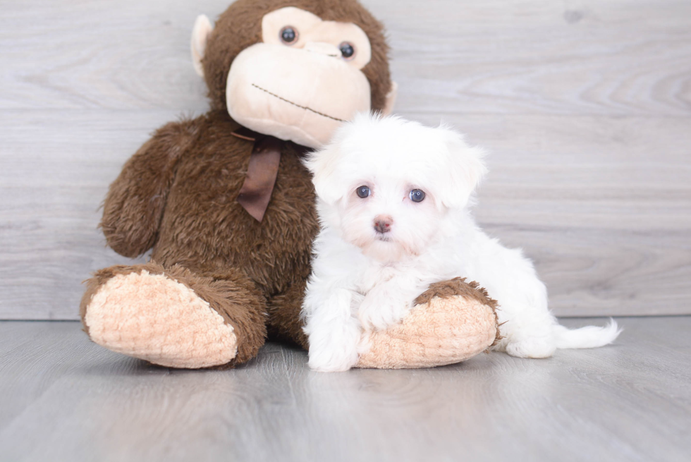 Hypoallergenic Maltese Purebred Pup