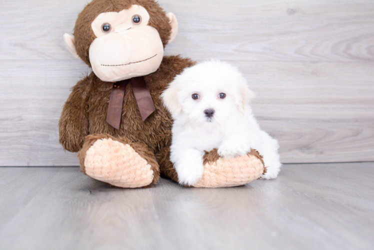 Maltese Pup Being Cute