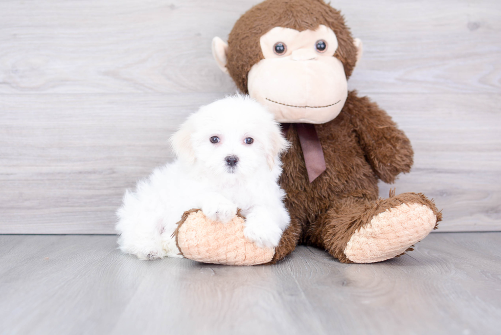 Petite Maltese Purebred Puppy