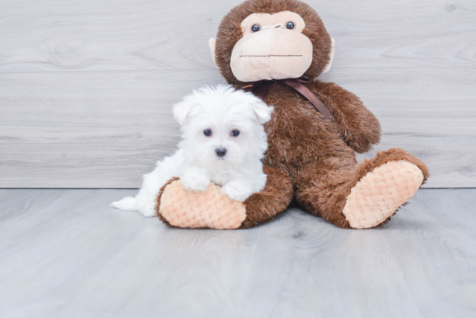 Smart Maltese Purebred Puppy