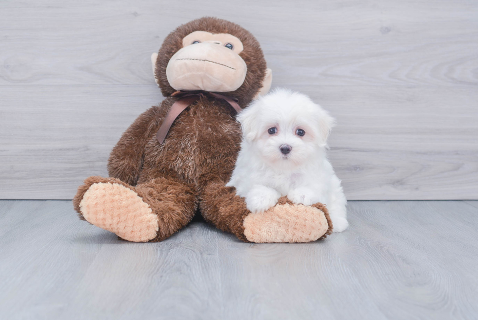 Smart Maltese Purebred Puppy