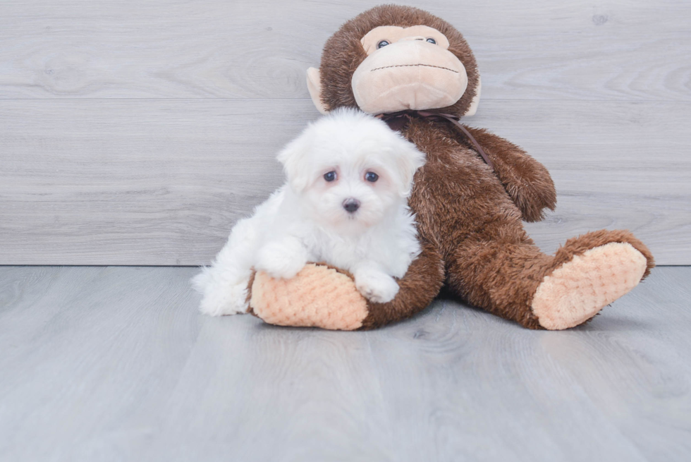 Fluffy Maltese Purebred Puppy