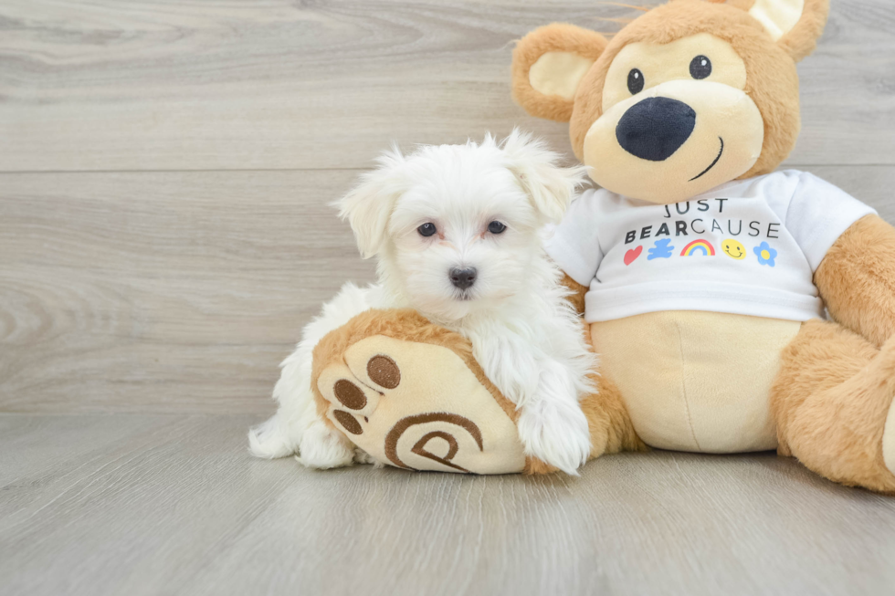 Adorable Maltese Purebred Puppy