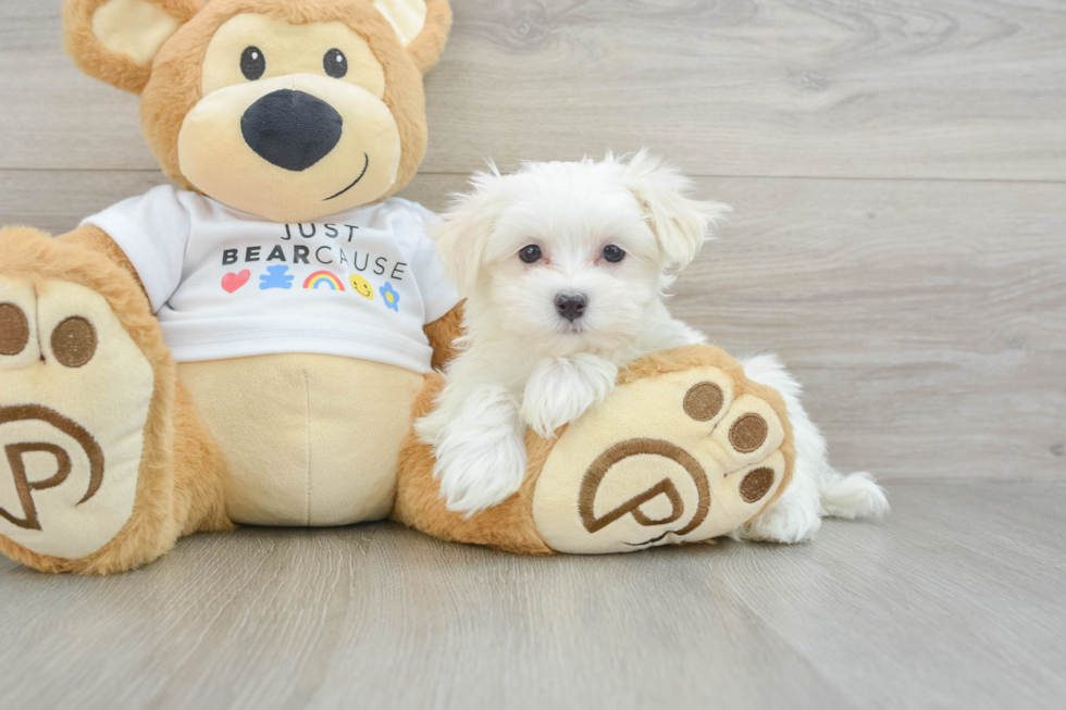 Maltese Pup Being Cute