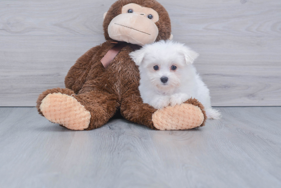 Popular Maltese Purebred Pup