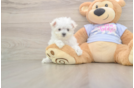Happy Maltese Purebred Puppy