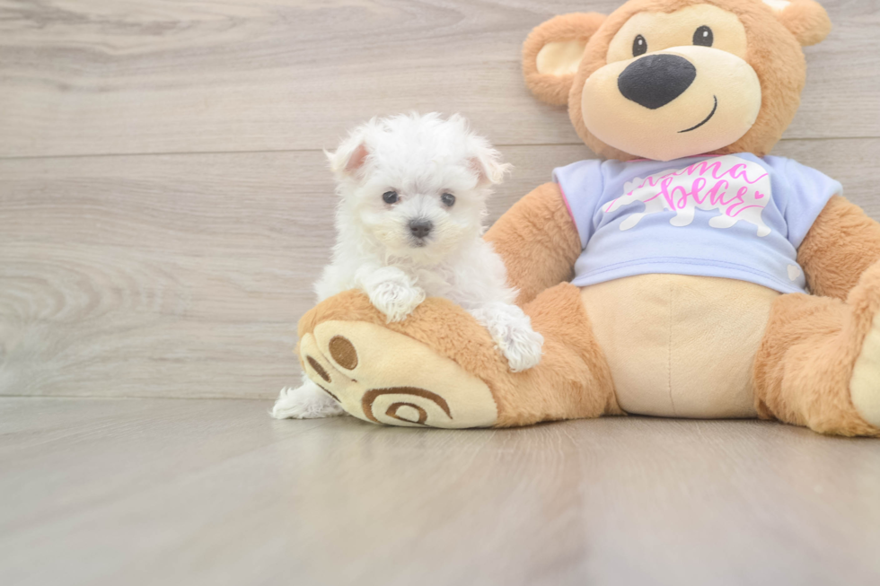 Happy Maltese Purebred Puppy