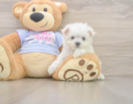 8 week old Maltese Puppy For Sale - Premier Pups
