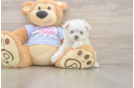 Best Maltese Baby