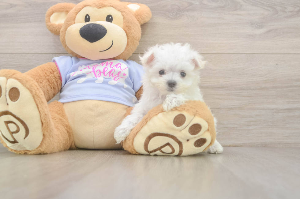 7 week old Maltese Puppy For Sale - Premier Pups