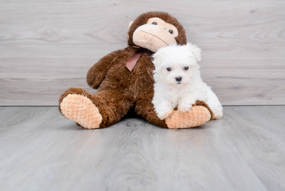 Small Maltese Baby