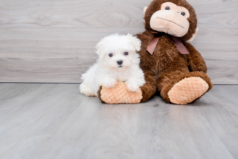 Maltese Pup Being Cute