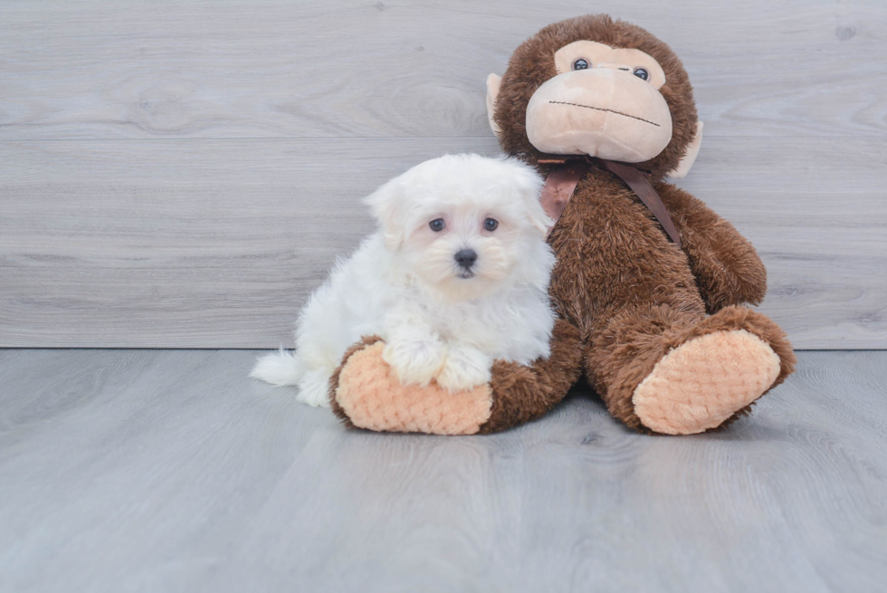 Adorable Maltese Purebred Puppy