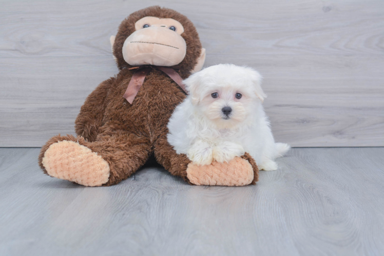 Maltese Pup Being Cute