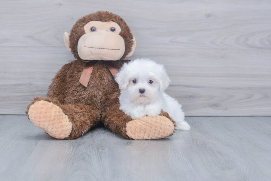 Maltese Pup Being Cute