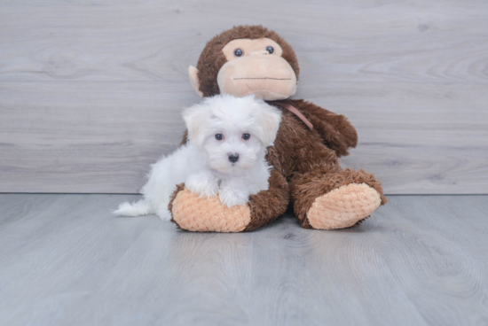 Maltese Pup Being Cute