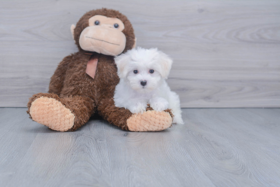 Happy Maltese Purebred Puppy