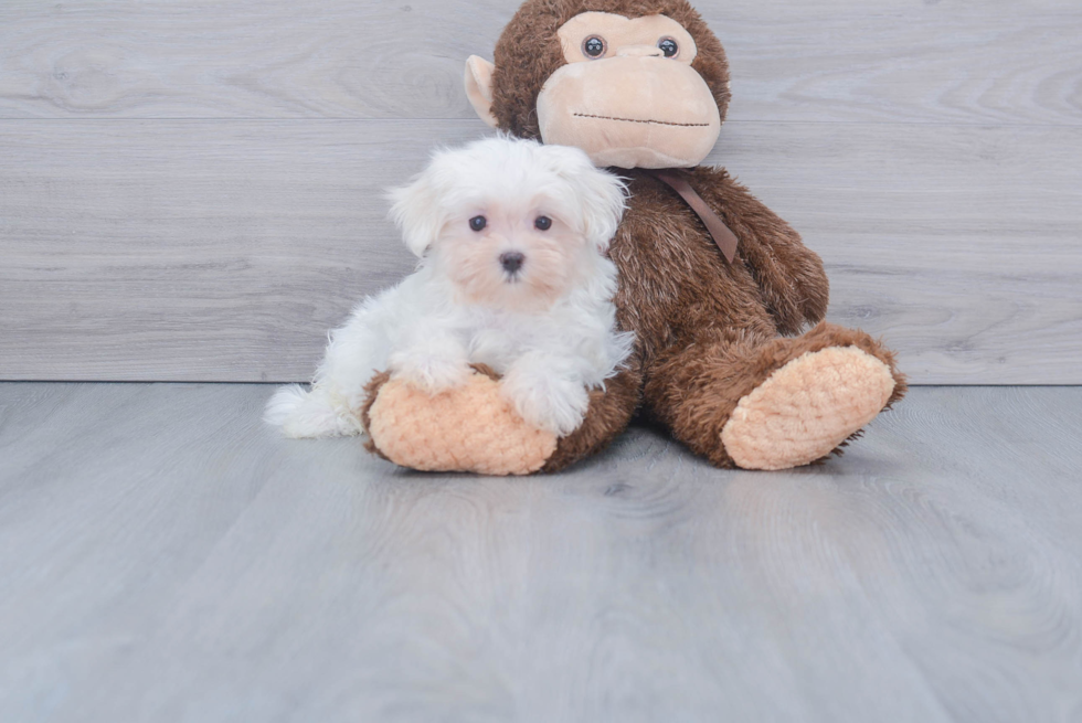 Maltese Pup Being Cute