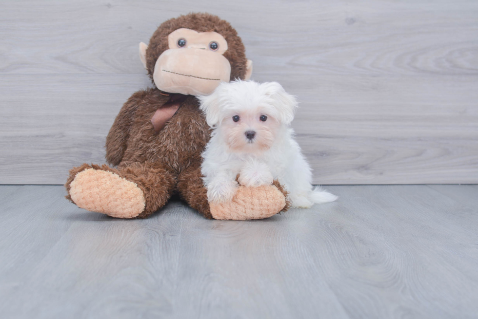 Adorable Maltese Purebred Puppy