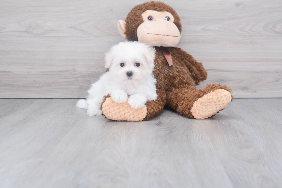 Maltese Puppy for Adoption