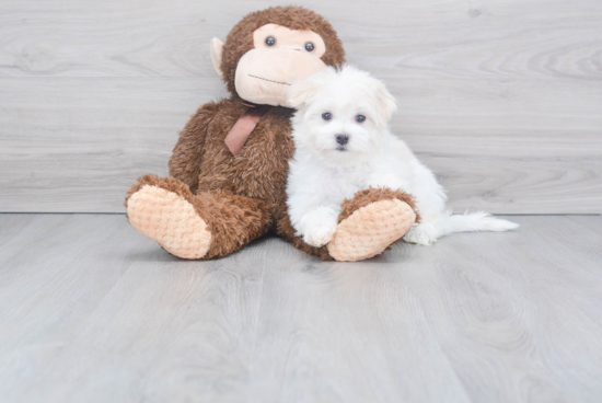 Friendly Maltese Purebred Pup