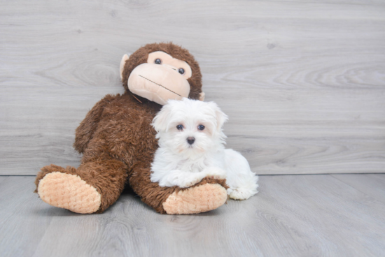 Friendly Maltese Purebred Pup