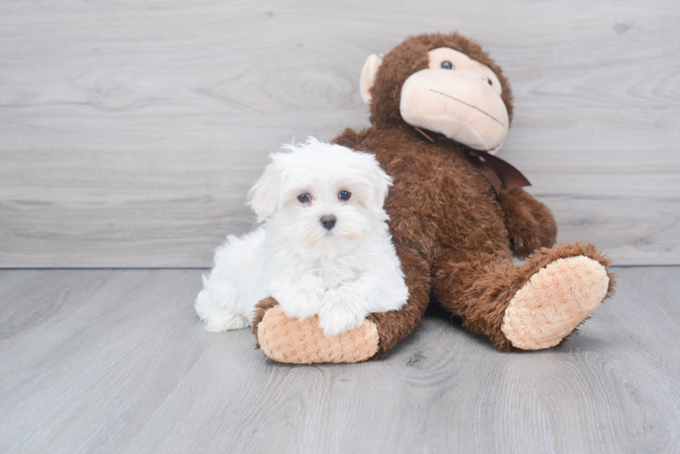 Maltese Pup Being Cute