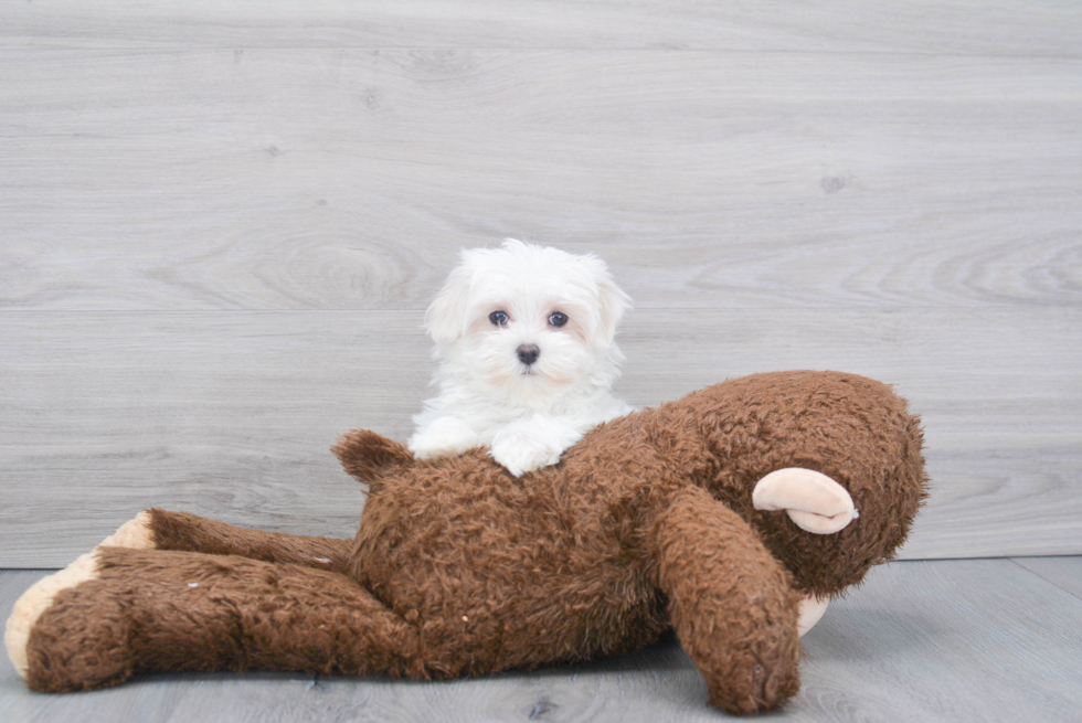 Friendly Maltese Purebred Pup