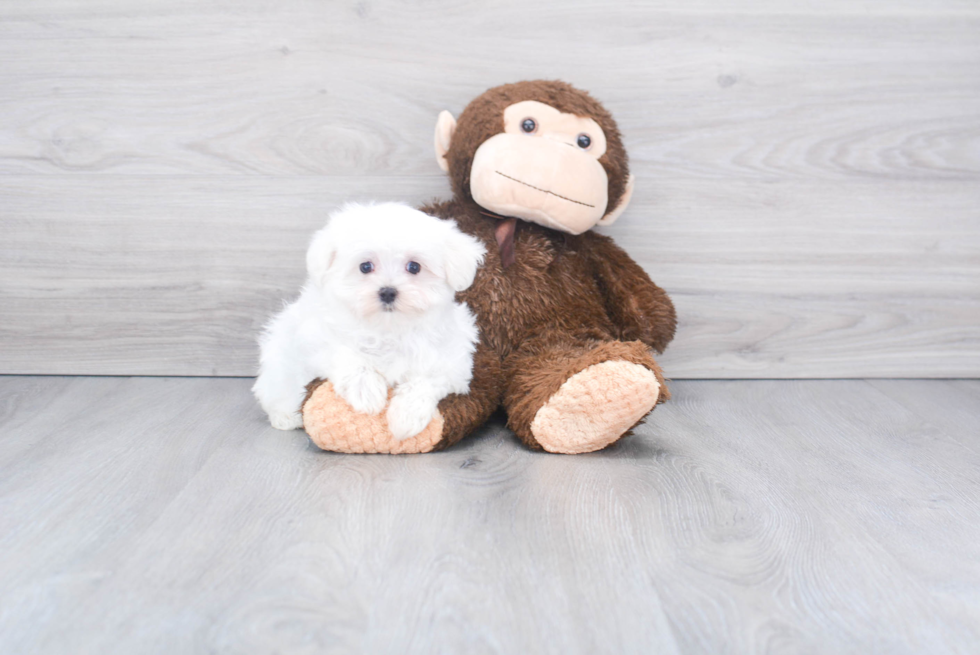 Maltese Pup Being Cute