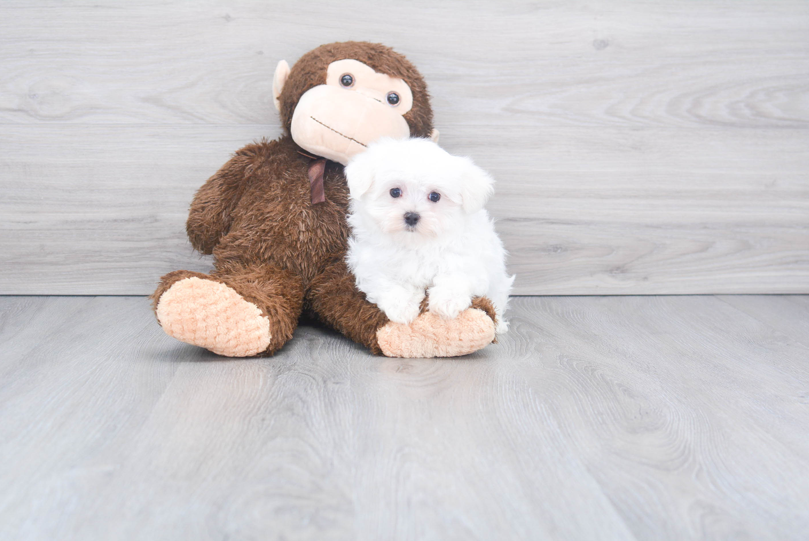 Maltese Puppy for Adoption