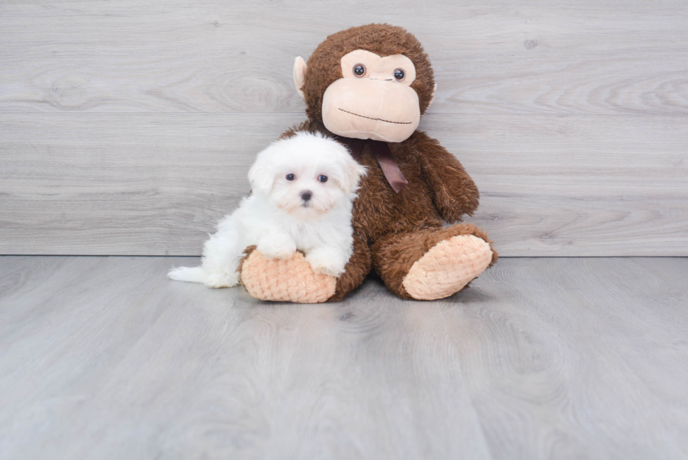 Friendly Maltese Baby