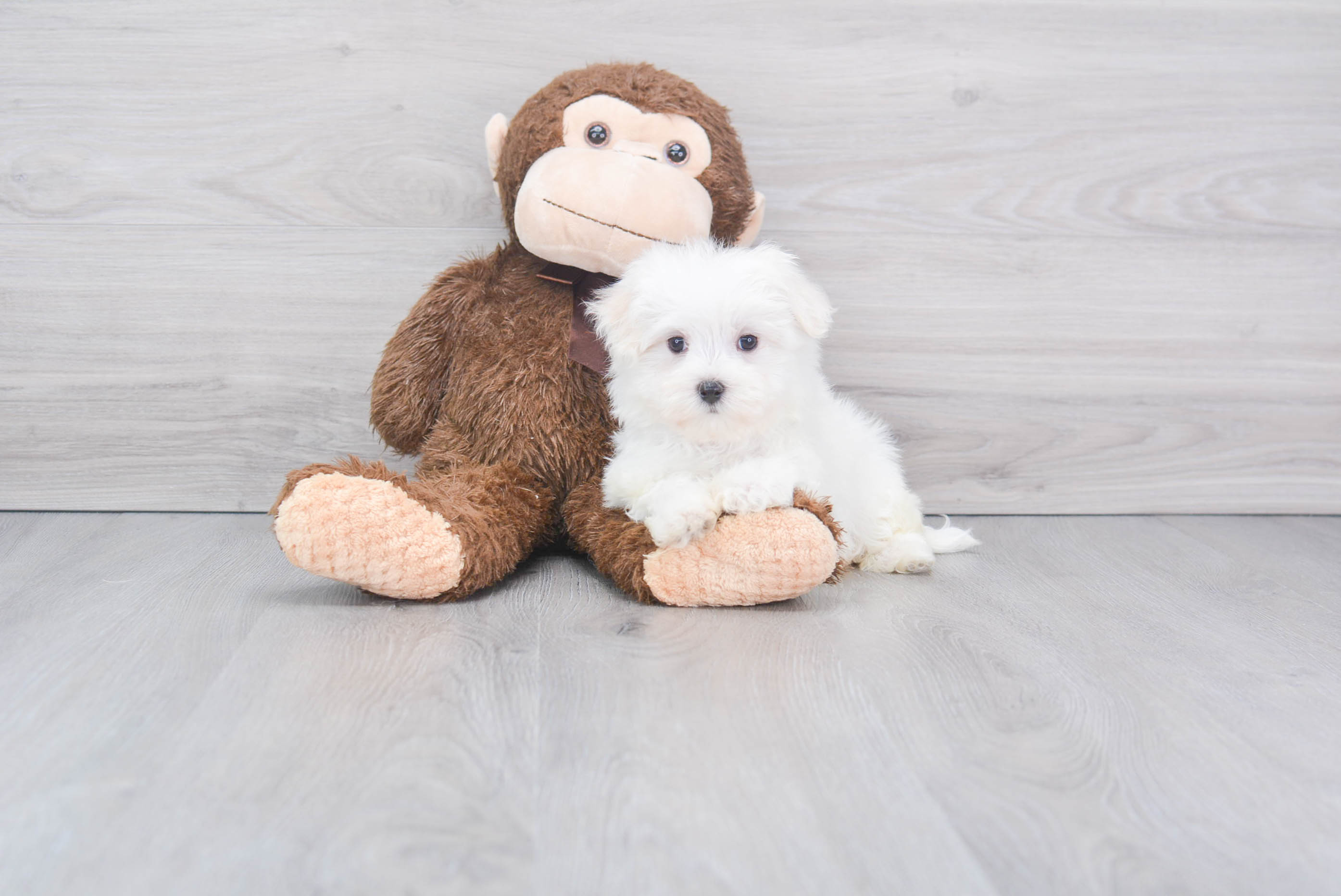 Best Maltese Baby