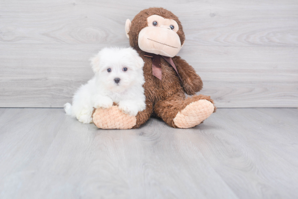 Small Maltese Baby