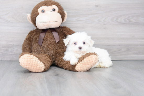 Maltese Pup Being Cute