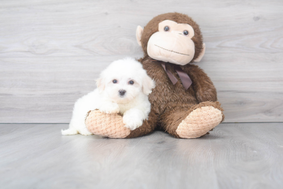 Cute Maltese Purebred Puppy