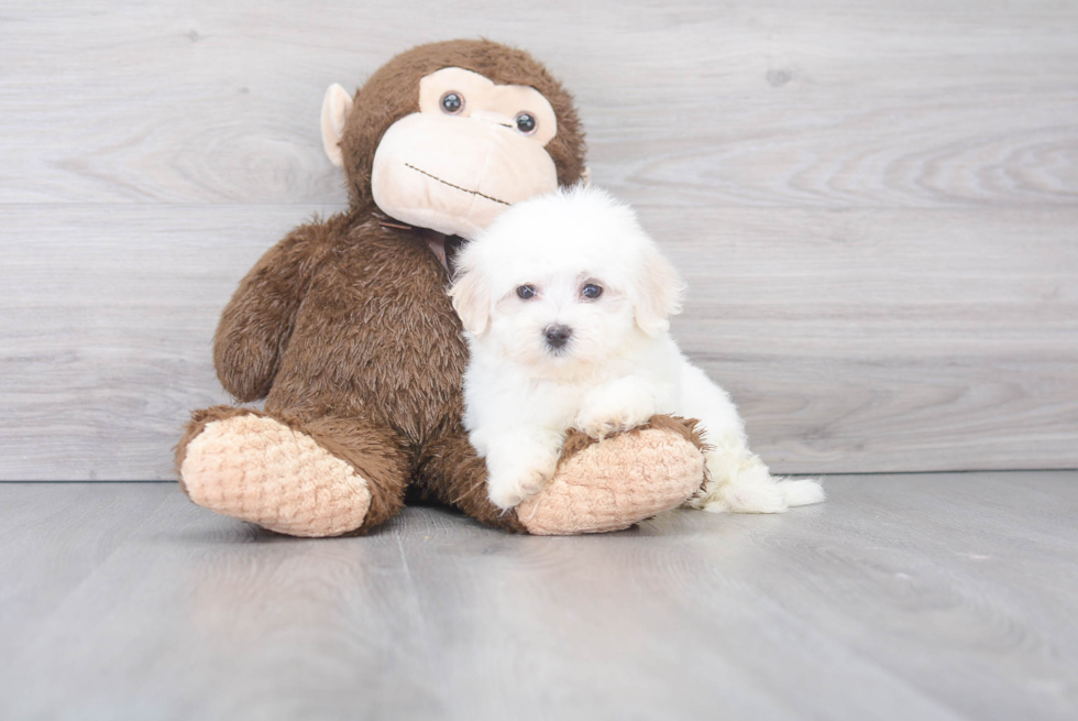 Petite Maltese Purebred Puppy