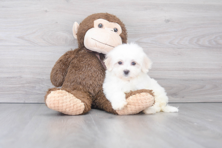 Adorable Maltese Purebred Puppy